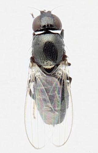 Madiza glabra
